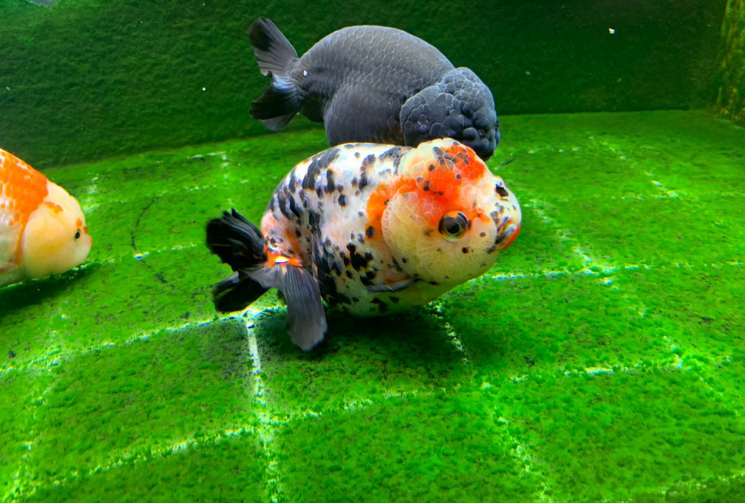 养鱼先养水的秘诀,养鱼先养水用什么药