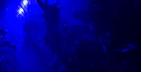 在卧室造一片弱肉强食的危险雨林，会打雷还真的会下雨