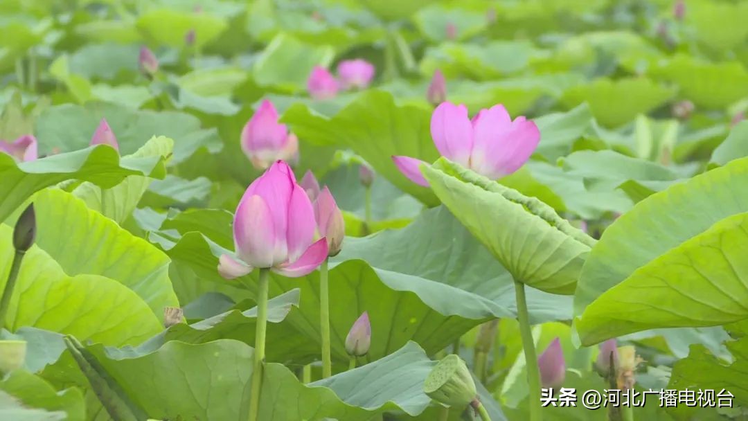 今日的白洋淀视频,现在白洋淀的情况