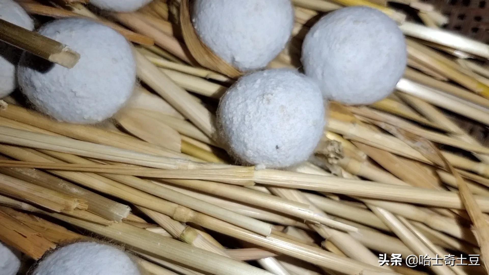 做酒酿500克糯米甜酒曲放多了,纯手工甜酒小丸子摆摊做法