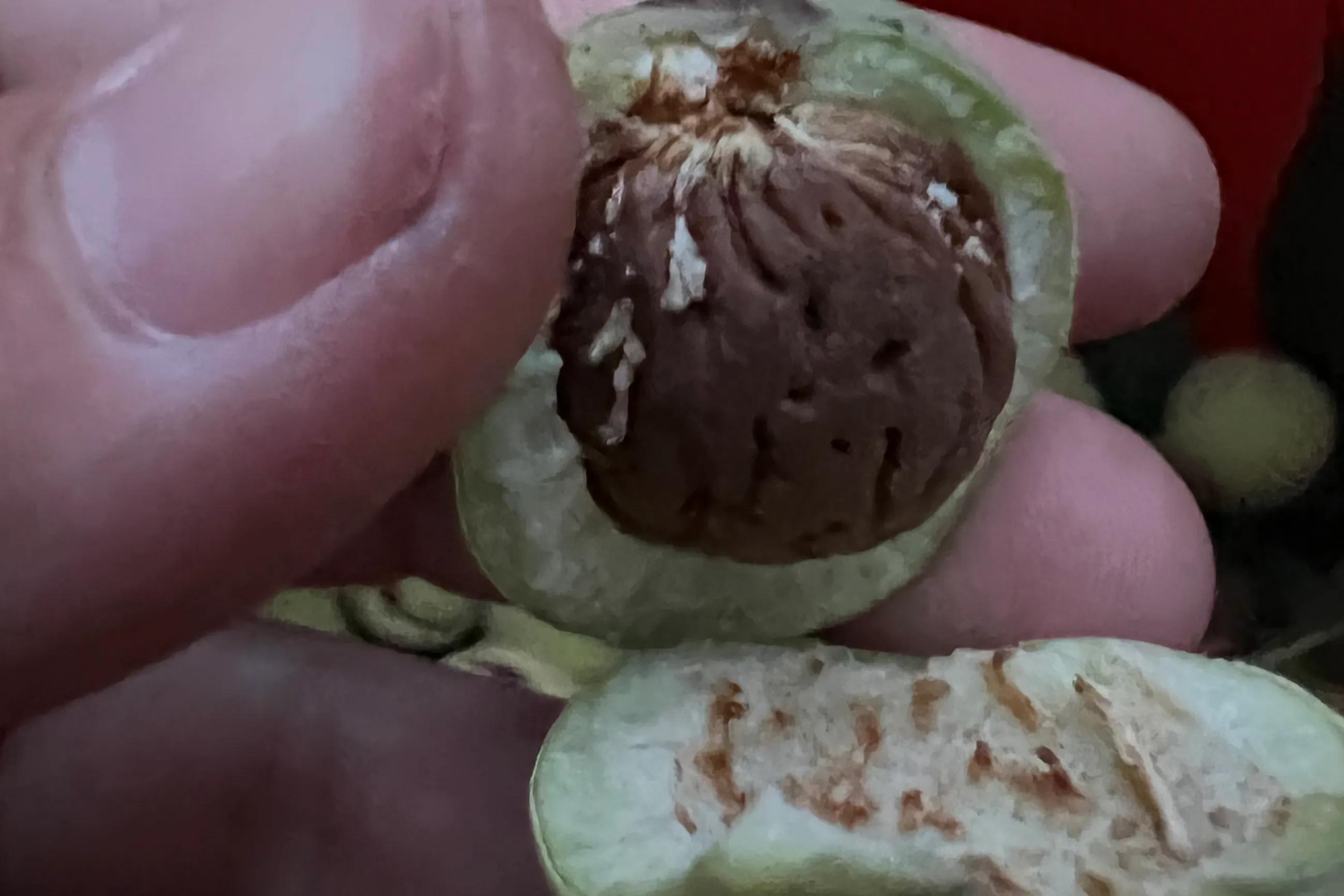 桃核手串保健,桃核手串原料