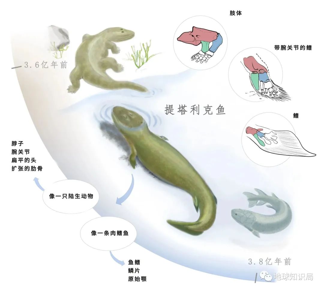 他们，做了一个违背祖宗的决定！|地球知识局