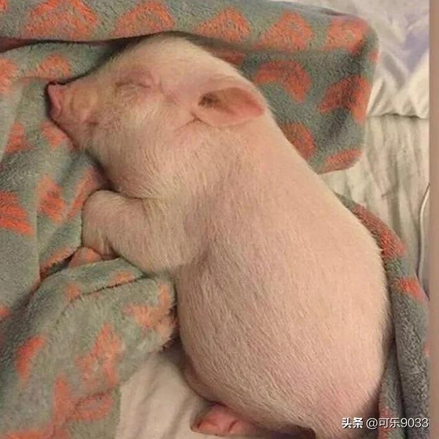 治愈系神仙温柔文案配音,唯美文案治愈系小短文