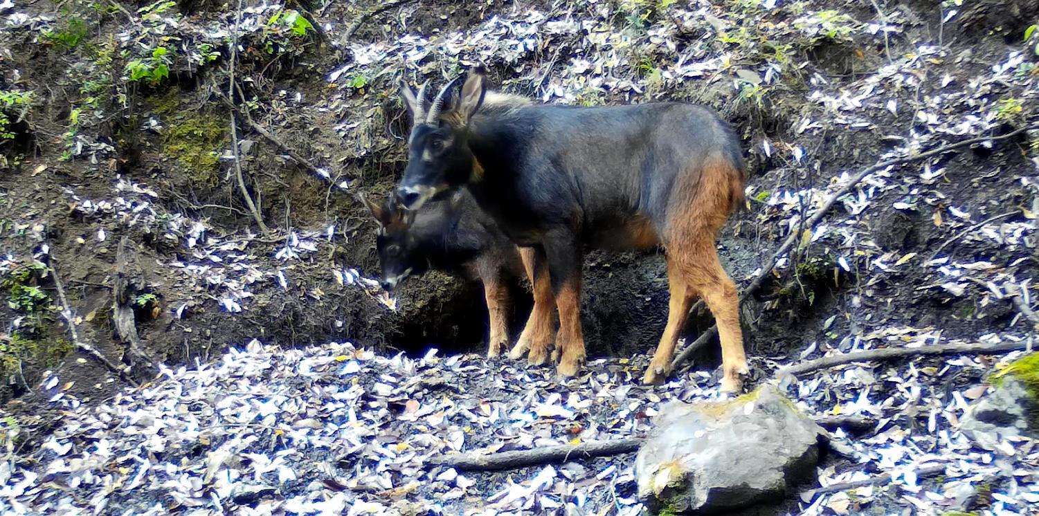 我国发现秦岭神兽,中国深山发现的新神兽