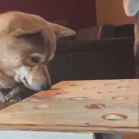 狗狗挑食怎么办最有效的方法,怎么纠正狗狗挑食的习惯