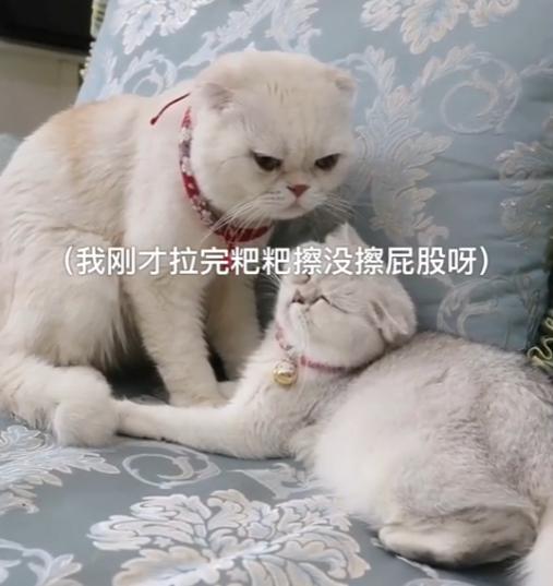 猫界顶流刘二豆,喵界顶流二豆