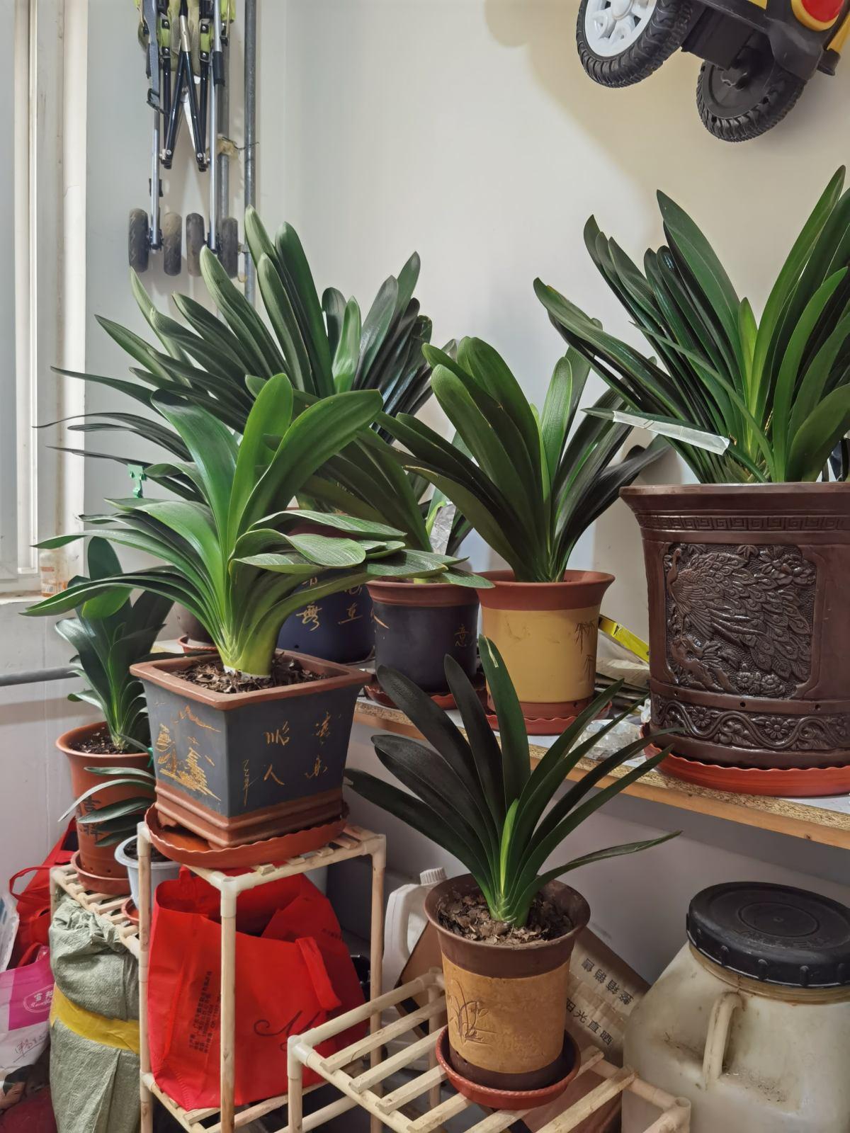 10种公认客厅最好养的花,适合客厅养的懒人花