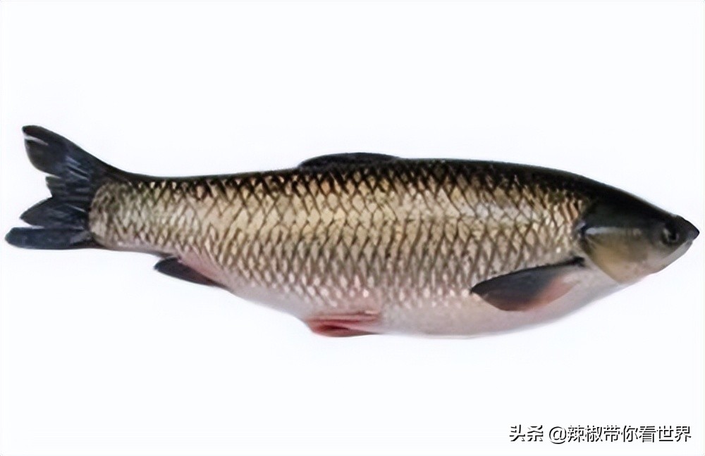 海岸线：邂逅*江阳**——感受这座慢节奏小城文化底蕴感悟人文之美