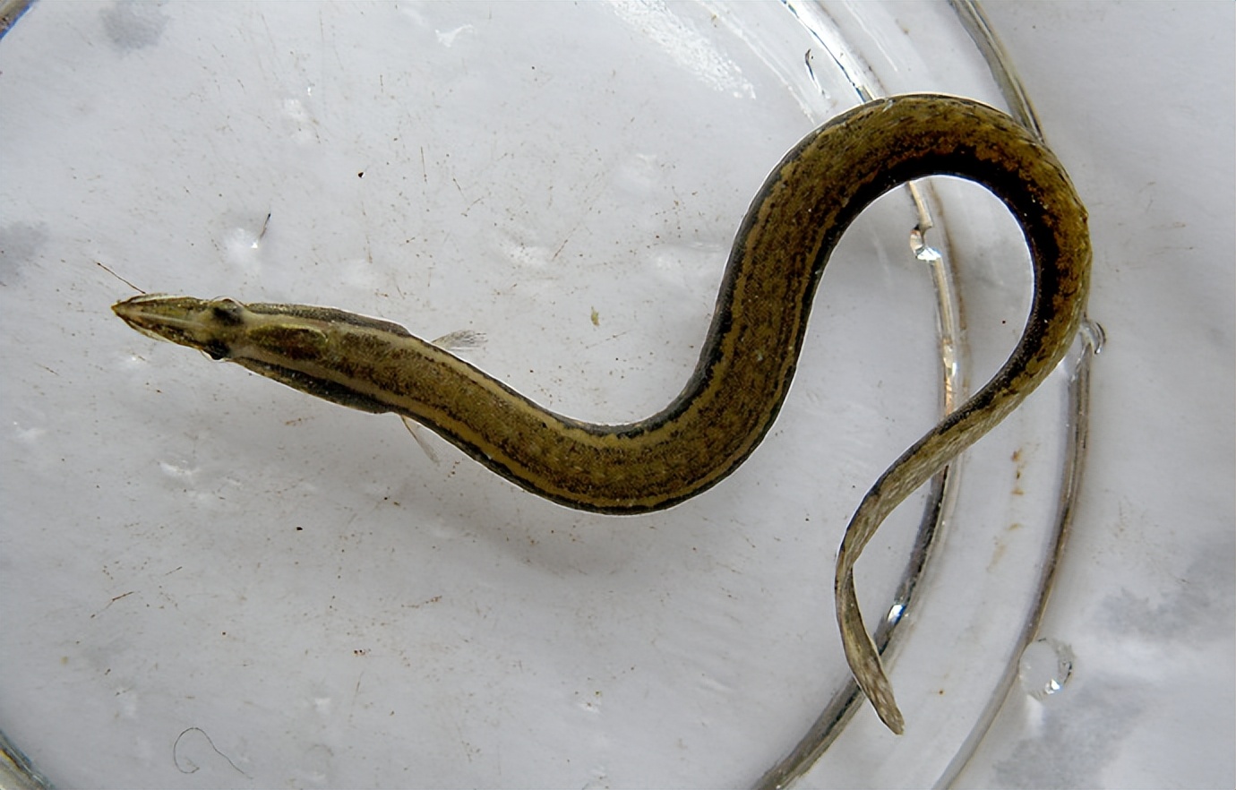 渐渐消失的五种鱼,消失的十二种河鲜