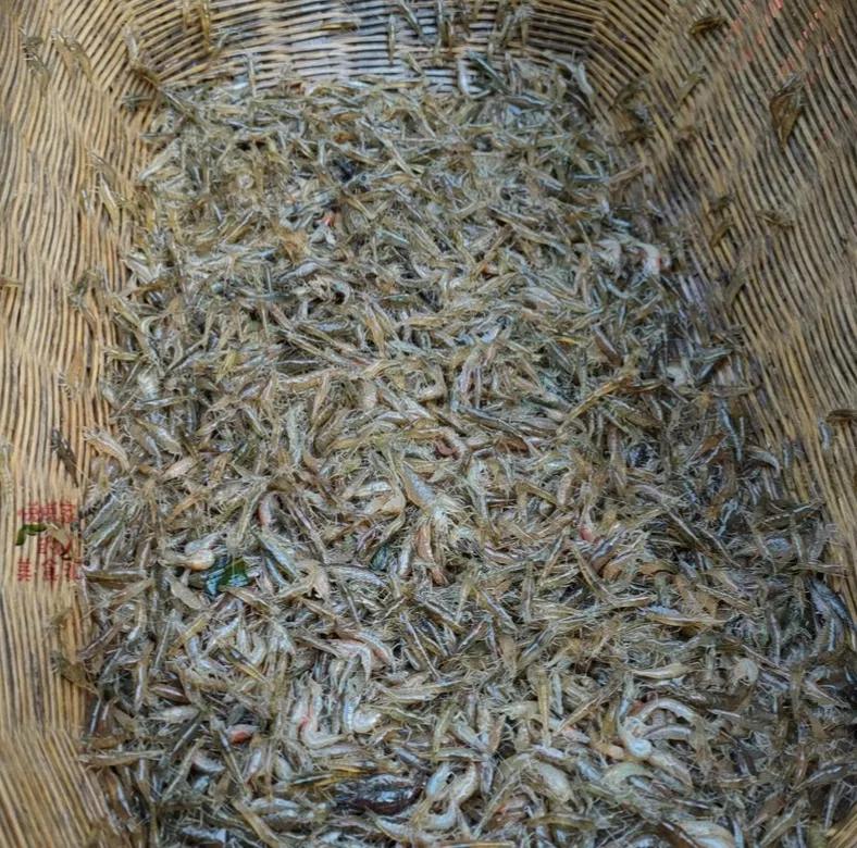 野生河虾价格,野生河虾好吃到停不下来