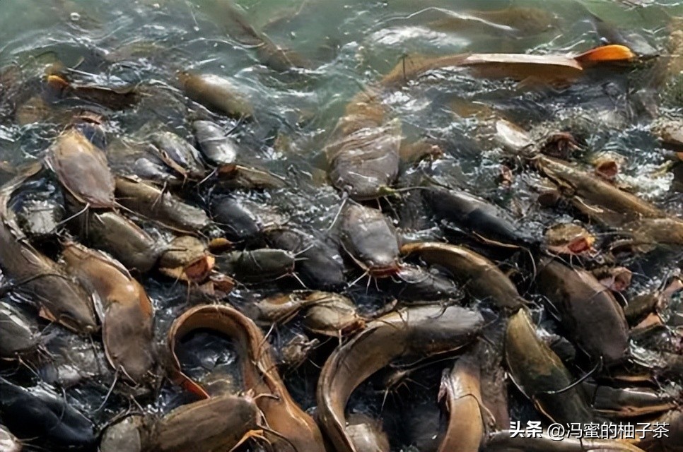 男子花13万买的鱼因停电缺氧死亡,男子花20万买一条受伤鲶鱼后续