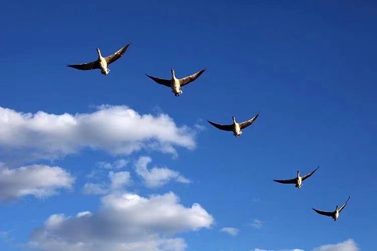 打好“医药代购牌”：长沙康多多乘势而上奏响“振兴曲”