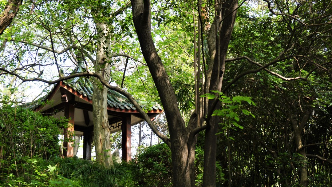 同济大学有多漂亮,同济大学的浪漫