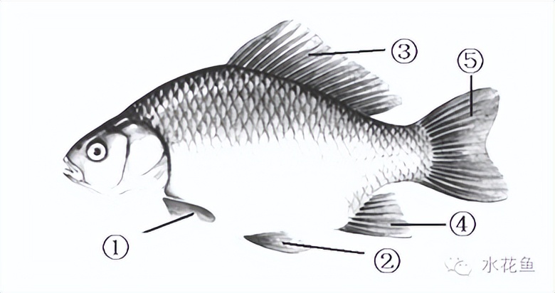鱼的内部器官构造,鱼类的器官特征