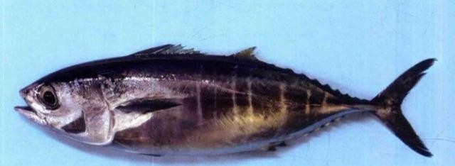 最常见的50种食用鱼吃法和价格,十种常用食用鱼类介绍