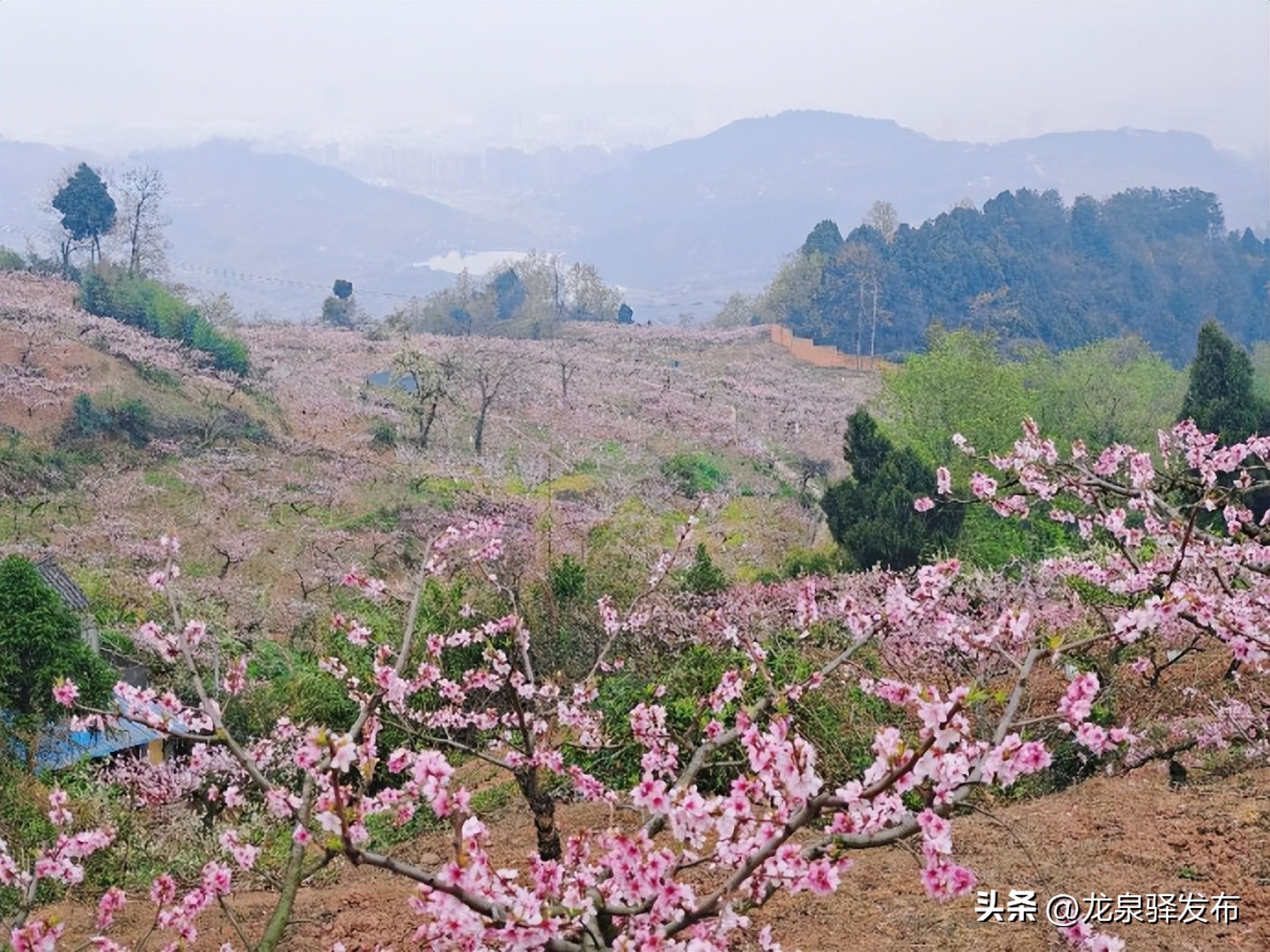 龙泉山看桃花最佳地点,2022年龙泉山赏桃花什么时间最佳