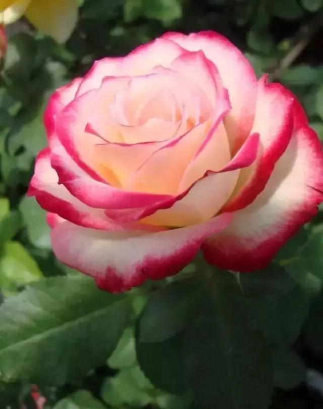 七彩炫光玫瑰花,七彩白玫瑰花