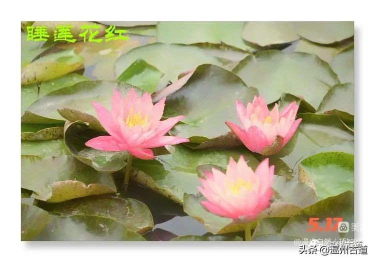 告别春天迎接夏天的诗,告别春天迎接夏天到来