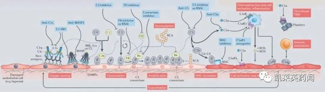 Alnylam报告了Cemdisiran治疗IgA肾病的2期中期研究的积极结果