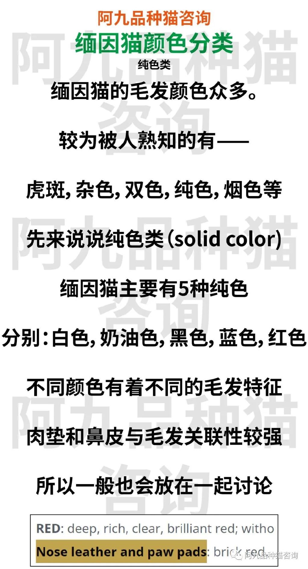 缅因猫品相极好的多少钱,品相一般的缅因猫什么价格