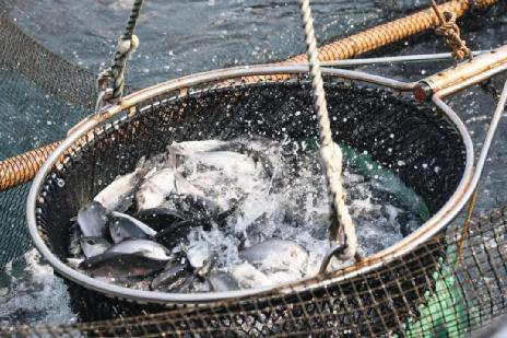 “惊涛拍岸”也是新能源？中国人要对海洋下狠手了？