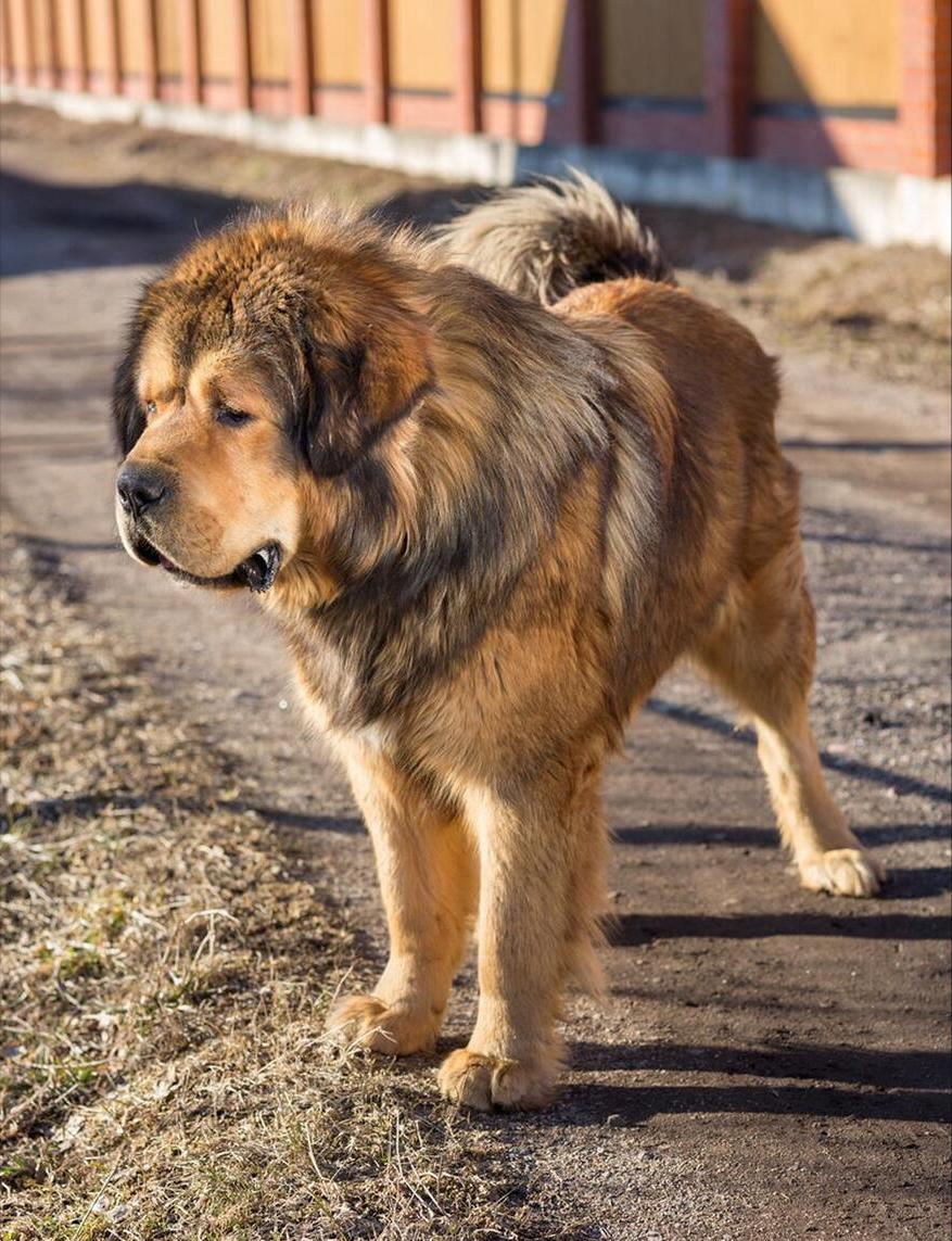 纯种的藏獒真的越来越少了吗,藏獒纯种为什么越来越少