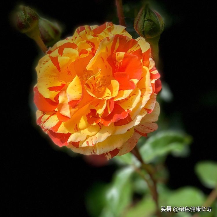 世界花园风景,世界花园