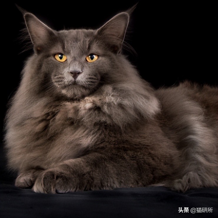 什么猫咪和英短合得来,猫咪长毛英短怎么区分公母