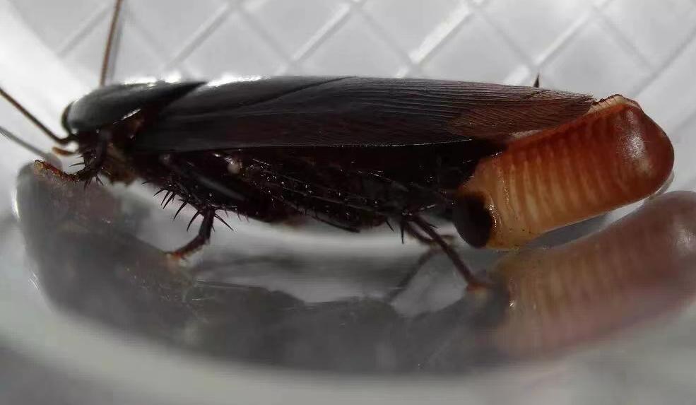 家里有蟑螂怎么处理用什么药,发现蟑螂正确的处理方法