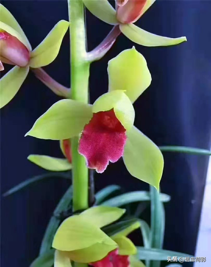 偷三盆兰花200万被判15年,最新盗兰花案件