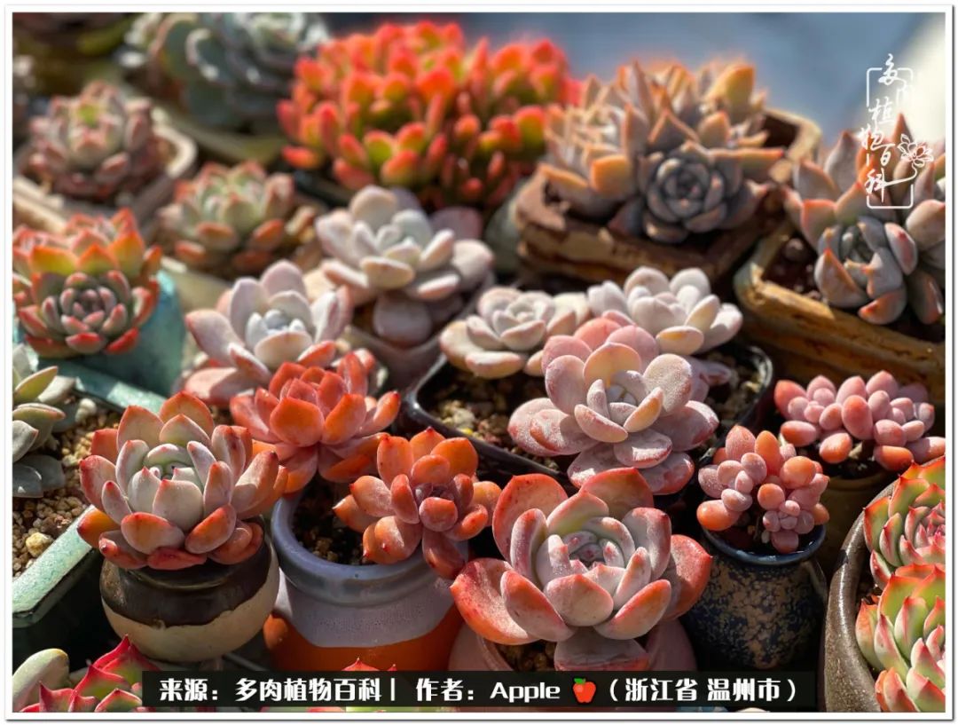 养多肉的快乐,只有养过多肉的人才明白的事