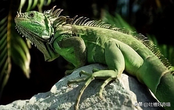 除了猫猫狗狗还可以养什么宠物,除了猫狗还可以养的小型宠物