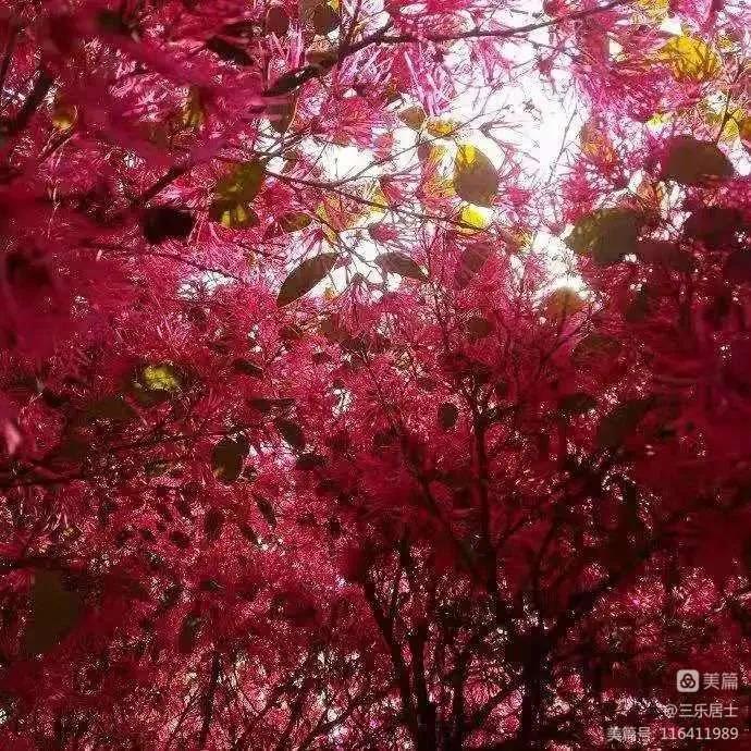 红花檵木的历史故事,白花檵木