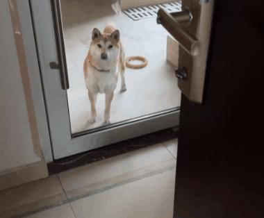 小姐姐和邻居小狗发展迅速，几天后竟然都“滚床单”啦~