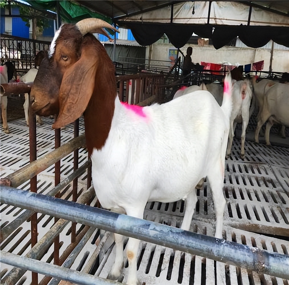 养羊人闻风丧胆的两种羊病,养羊羊病一般有几种