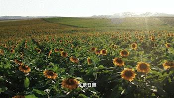 中国味儿,恰似那把瓜子