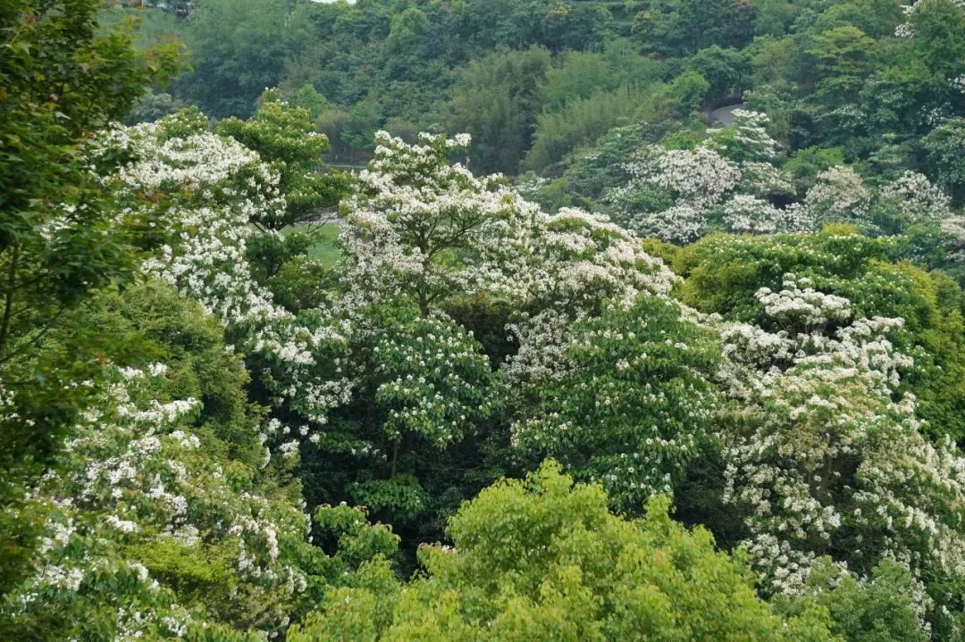 楠溪油桐花如雪图片,油桐花开与气候