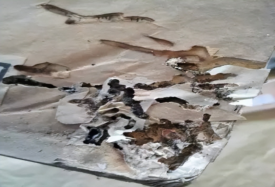 书籍上有虫子怎么办,书籍中的虫子是什么