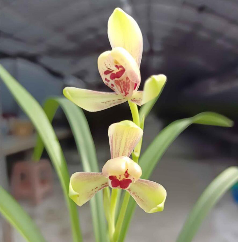 养兰怎么解决湿度问题,养兰诀窍