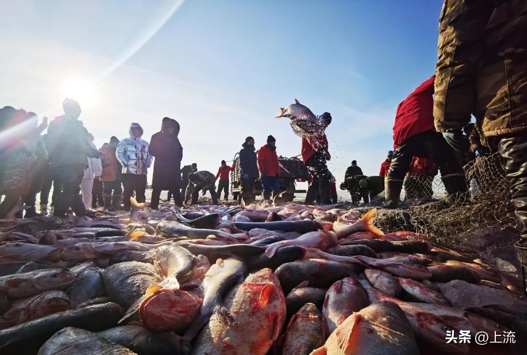 大马哈鱼,东北大马哈鱼
