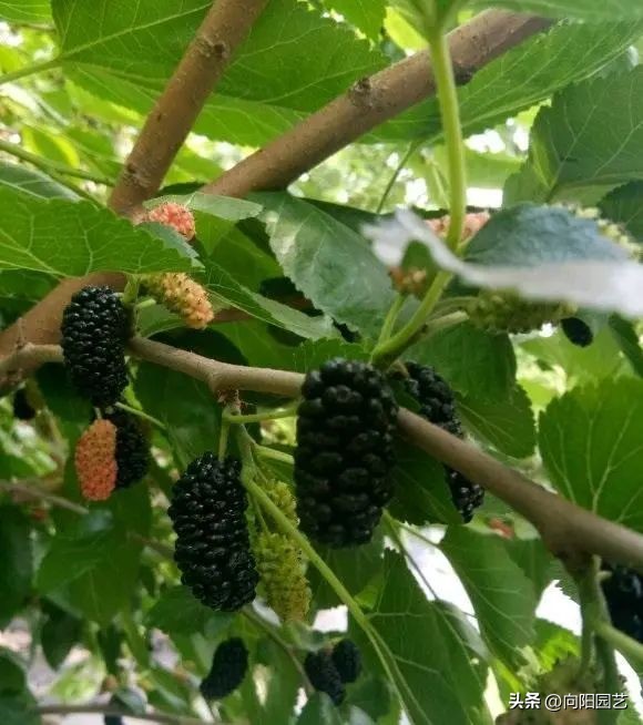 果树苗如何买到真苗,购买果树苗怎么防止买假苗