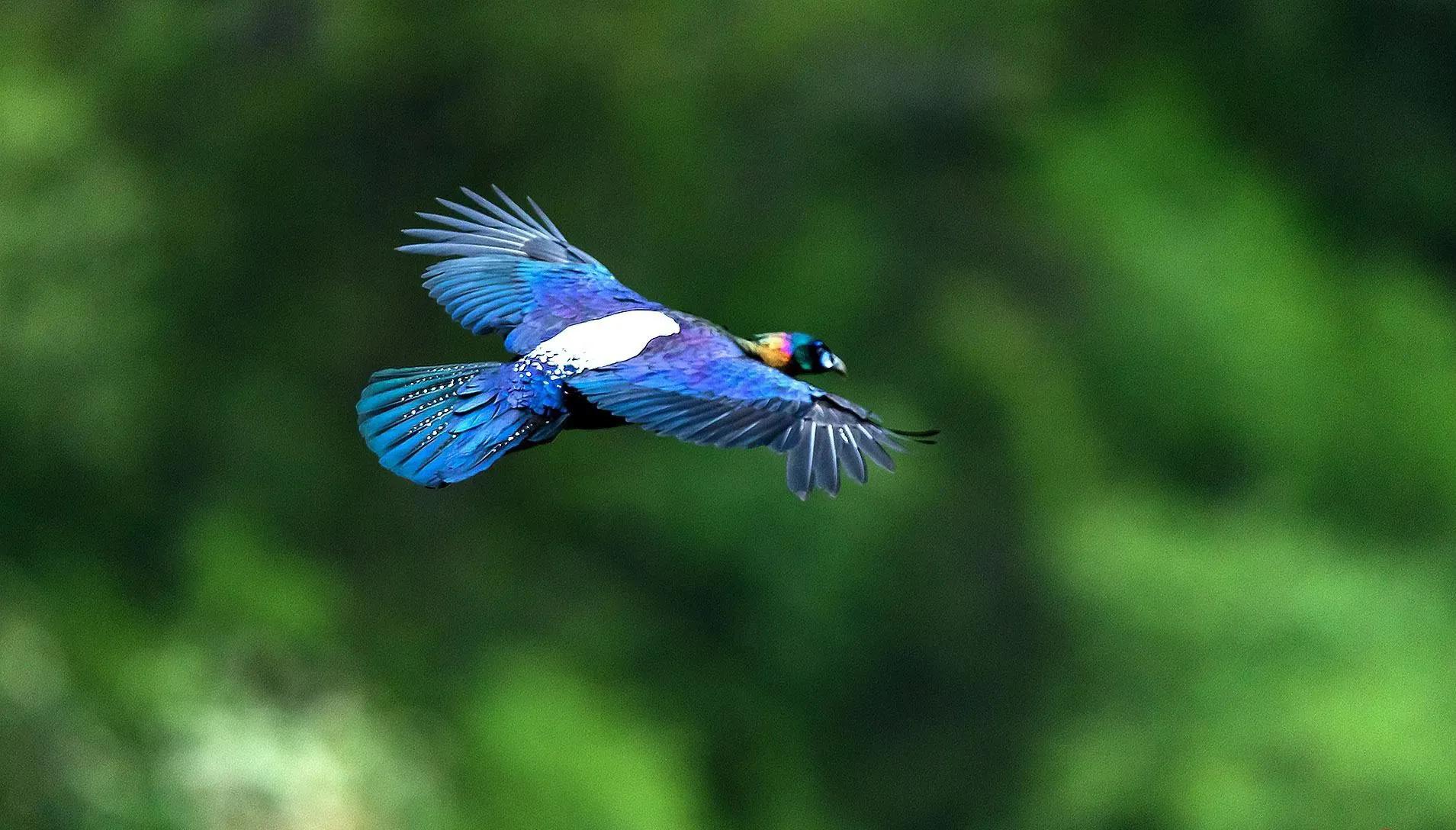 绿尾虹雉摄影,绿尾虹雉鹰鸡