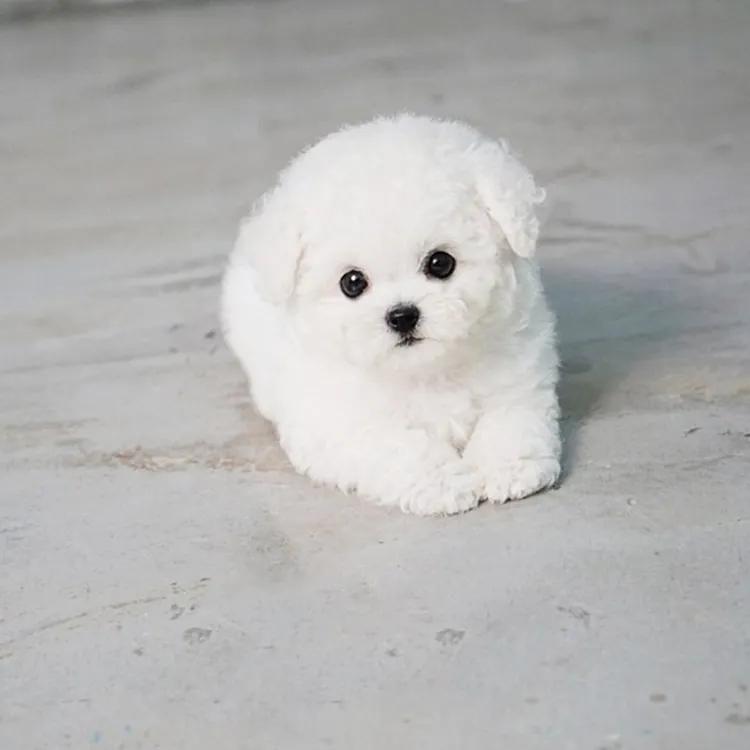 比熊10大缺点,比熊犬缺点视频