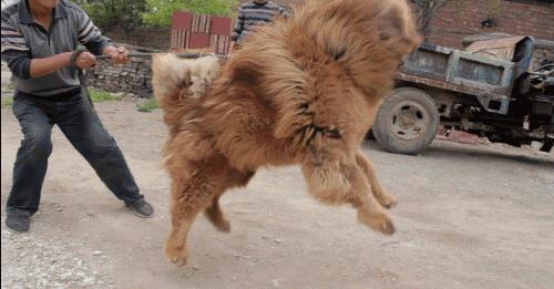 狗狗得了狂犬病征兆有哪些表现,狗狗大量喝水是狂犬病前兆吗