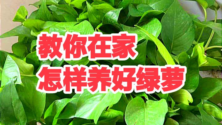 绿萝用什么盆养好,如何养好绿萝才能长的更好