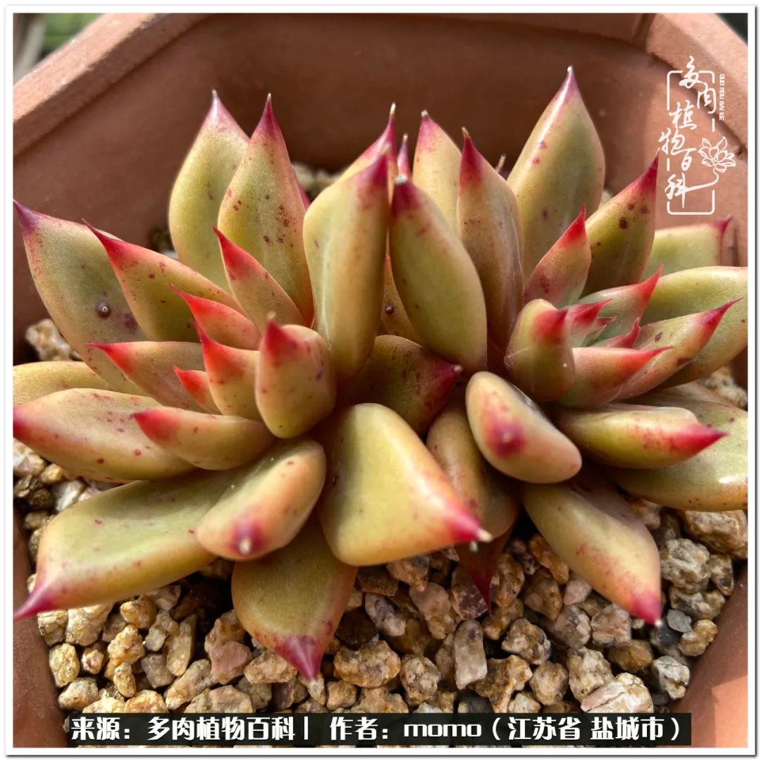 露养一个月的多肉图片,露养多肉春天外面过夜么