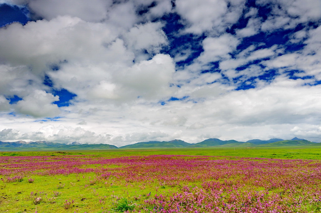 四川最美草原—若尔盖草原欣赏
