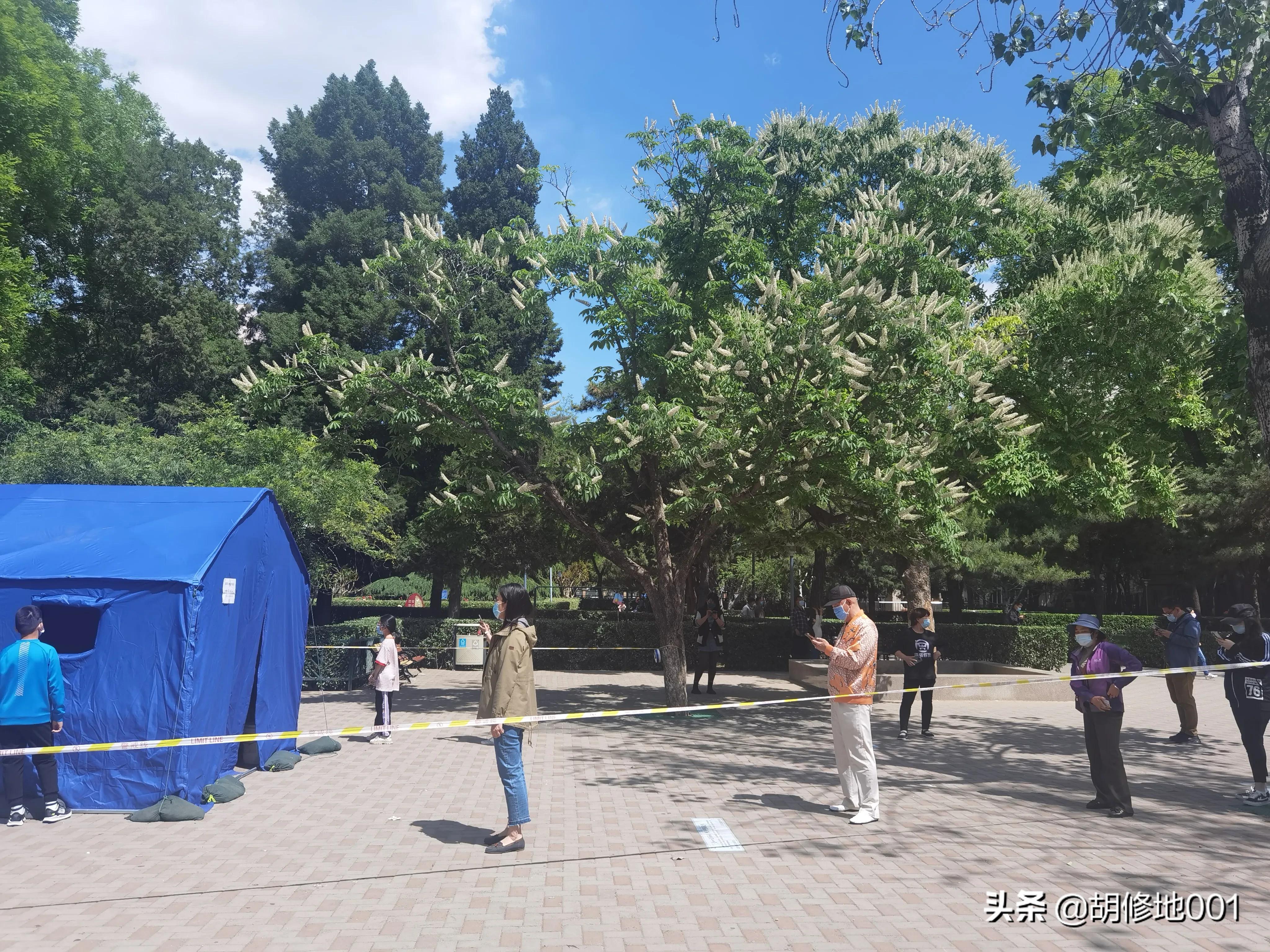 柳摇金：七叶树花