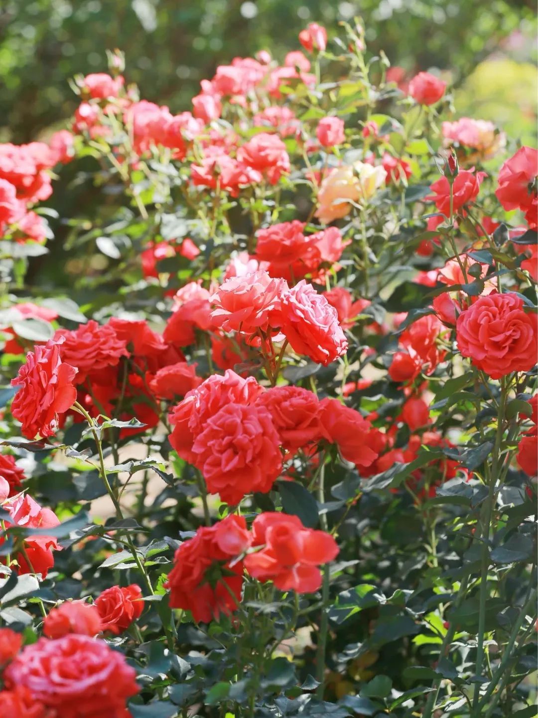 月季花开娇艳无比,月季花开得正烂漫