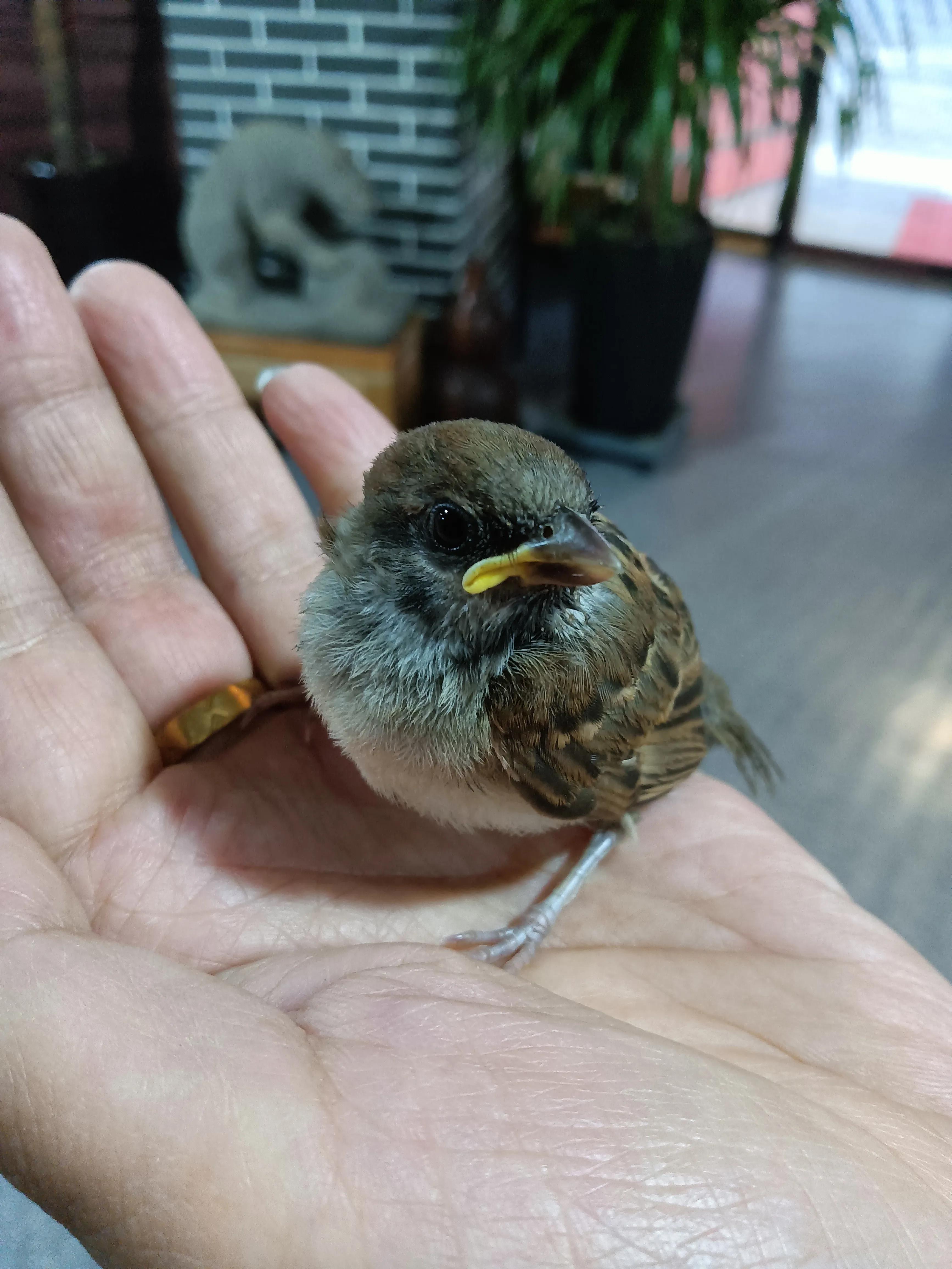 捡来的小麻雀能活吗,捡到一只小麻雀能不能放生